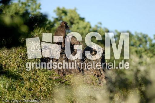 Tschakma Pavian (9 von 48).jpg